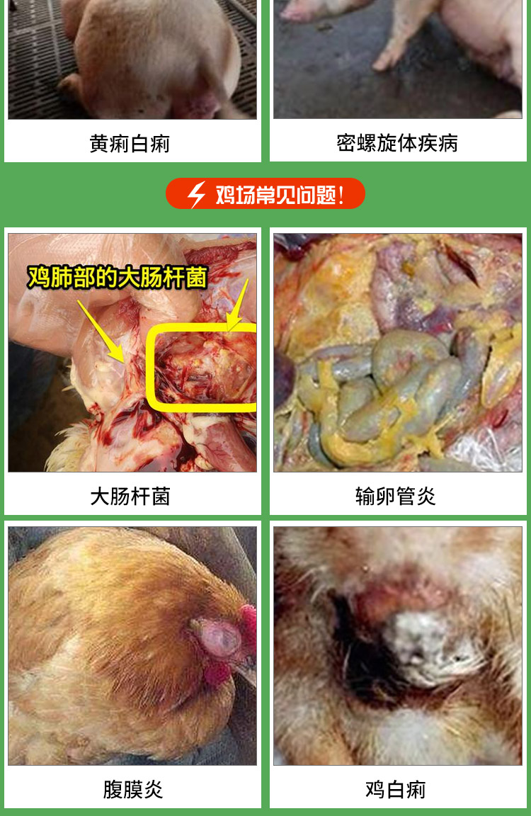 10%包被恩諾沙星可溶性粉 獸用